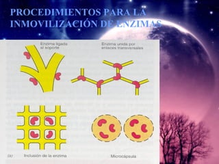 PROCEDIMIENTOS PARA LA
INMOVILIZACIÓN DE ENZIMAS
