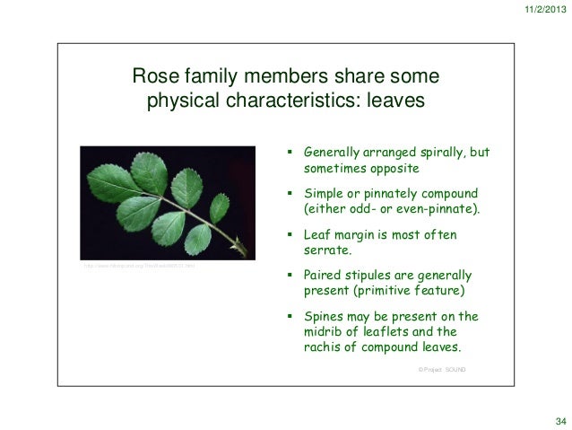 rosaceae 2013 rosaceae family