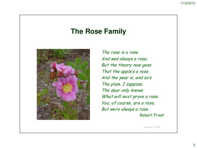 Best Http Wwweasy Drawings And Sketchescom Draw A Rosehtml with Pencil