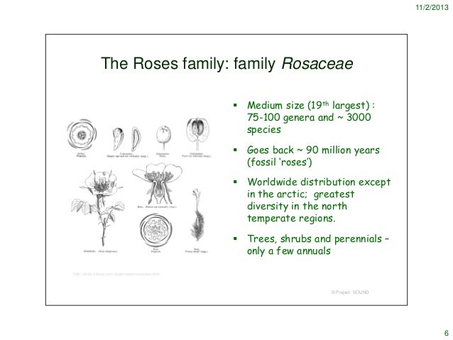 rosaceae 2013 rosaceae family