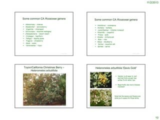 11/2/2013

Some common CA Rosaceae genera











Adenostoma – chamise
Amelanchier – serviceberry
Argentina – silverweed
Cercocarpus – mountain mahogany
Chamaebatiaria – desert sweet
Crataegus – hawthorn
Fallugia – Apache plume
Fragaria – strawberry
Geum – avens
Heteromeles – toyon

Some common CA Rosaceae genera











Holodiscus – oceanspray
Horkelia – horkelia
Lyonothamnus – Catalina ironwood
Potentilla – cinquefoil
Prunus – plum
Purshia – bitterbrush
Rosa – rose
Rubus – blackberry
Sorbus – mountain ash
Spiraea – spirea

© Project SOUND

Toyon/California Christmas Berry –
Heteromeles arbutifolia

© Project SOUND

Heteromeles arbutifolia 'Davis Gold'
 Similar in all ways to redberried form except has
yellow fruits when ripe
 Reportedly also more disease
resistant
http://redwoodbarn.com/images/toyonyellow.jpg

Note that the leaves and flowers are
what you’d expect for Rose family

10

 