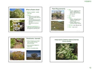 11/2/2013

What a flower show!

Plant Requirements

 Texture: adaptable; often
grows in shallow soils in
nature – likes well-drained
 pH: any local

 Blooms: in summer – usually
June-Aug.
 Flowers:


http://www.laspilitas.com/nature-of-california/plants/adenostoma-sparsifolium





Small white/cream flowers
Clearly rose flowers when you
look closely
On dense flowering branches –
plant covered with blooms in a
good year
Very important pollinator
plant

 Soils:

 Light: full sun
 Water:
 Winter: needs good rains or
irrigation – normally gets
more than here.
 Summer: summer dry to
occasional ‘summer monsoon’

Steven Perkins @ USDA-NRCS PLANTS Database

 Fertilizer: none; likes poor soils

 Vegetative reproduction: in

 Other: organic mulch

some areas, most reproduction is
now vegetative; sprouting roots
In Santa Monica Mtns
© Project SOUND

Redshanks: dramatic
 Often trimmed up as a small
tree to accent its form,
distinctive bark

© Project SOUND

http://www.smmflowers.org/bloom/species/Adenostoma_sparsifolium.htm

Holly-leaf & Catalina Island Cherries
Prunus ilicifolia

 Has nice natural shape as a
large shrub
J.S. Peterson @ USDA-NRCS PLANTS Database

http://commons.wikimedia.org/wiki/Category:Adenostoma_sparsifolium

 Not for fire-prone areas

http://swbiodiversity.org/seinet/taxa/index.php?taxon=26425

http://www.wildscaping.com/plants/plantprofiles/Prunus_ilicifolia.htm

© Project SOUND

12

 