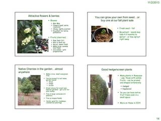 11/2/2013

Attractive flowers & berries
 Blooms:

You can grow your own from seed…or
buy one at our fall plant sale

 Mar-May
 Flowers small, white,
clustered
 Showy, lightly scented
 Excellent for native
pollinators

 Fresh seed – fall
 Be patient – seeds may
take 4-9 months to
sprout – or may sprout
right away

 Fruits (cherries)
Ripe Sept-Oct
Red to dark red
Big pit; sweet flesh
Many birds, animals
love them!
 Are edible – with
preparations





http://www.lifeandleaf.com/category/leaf/seed/

http://www.ecnca.org/Plants/Photo_Pages/Prunus_ilicifolia.htm

Native Cherries in the garden…almost
anywhere

 Make a nice, small evergreen
tree
 Can be pruned to suit many
garden needs:
 Shrub
 Hedge
 Screen

 Great choice for scent and
habitat gardens – get a lot for
your money

Good hedge/screen plants
 Many plants in Rosaceae
– esp. those with edible
fruits - can be pruned
and shaped extensively
 Hedged
 Espaliered

 Fine on slopes/banks

 So you can have native
fruit trees even in a
small space

 Hardy: good for roadways,
commercial plantings

 More on these in 2014

 Fine in large containers &
planters

http://www.yerbabuenanursery.com/images/new_botimages/large/0511_j.jpg

14

 