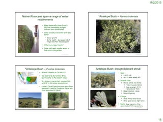 11/2/2013

Native Rosaceae span a range of water
requirements

*Antelope Bush – Purshia tridentata

 Many (especially those from S.
CA) are remarkably drought
tolerant once established
 Some actually are better with less
water:
 Slower growth
 Better health – decreases risk of
fungal and other diseases/pests

 Others are ‘opportunists’
 Some just need regular water to
look nice in the garden
©2009 Thomas Stoughton

© Project SOUND

*Antelope Bush – Purshia tridentata

© Project SOUND

Antelope Bush: drought tolerant shrub

 British Columbia to CA/NV/CO

 Size:



 San Gabriel & Bernardino Mtns.
(particularly on the desert side)

 Growth form:

 Dry slopes in many plant communities
with 12 to 36 inches precipitation

http://ucjeps.berkeley.edu/cgibin/get_IJM.pl?tid=77219

 Lewis & Clark Expedition sent back first
specimen – used by Frederick Pursh who
first described it (1814)

4-10 ft tall
to 8 ft wide; usually 4-5



©1987 Gary A. Monroe




Woody shrub; two forms:
 Taller, mounded shrub
 Low-growing (< 4 ft.)
‘groundcover’ form
Many branches – dense
Natural layering

 Foliage:



Small, three-lobed leaves
Shiny green above; light below

 Roots: deep taproots; often
©2005 Steve Matson

©2010 Lee Dittmann

associated w/ N-fixing bacteria

© Project SOUND

©2003 Michael Charters

http://commons.wikimedia.org/wiki/Purshia_tridentata

© Project SOUND

15

 