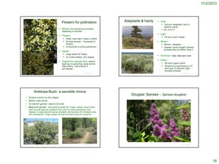 11/2/2013

Flowers for pollinators

Adaptable & hardy

 Texture: adaptable; best in
medium-coarse
 pH: 6.0-7.5

 Blooms: late spring/early summer
depending on weather

 Light:

 Flowers:




Small, rose-type, cream or yellow
Profuse bloomer – thousands of
flowers
Irresistible to native pollinators

 Full sun to part-shade

 Water:
 Winter: adequate
 Summer: quite drought tolerant;
probably best as Water Zone 2

©2010 Lee Dittmann

 Seeds:



Large seeds for family
In turban-shaped dry capsule

 Fertilizer: none; likes poor soils
 Other:

 Vegetative reproduction: natural
©2008 Matt Below




layering; re-sprouting (some better
than others – ask nursery if
purchasing)
©2012 Jean Pawek

©2010 Lee Dittmann

©2012 Aaron Arthur

© Project SOUND

Antelope Bush: a sensible choice
•
•
•
•

 Soils:

Erosion control on dry slopes
Water-wise shrub
In habitat garden: insects & birds
Medicinal garden: leaf poultice/wash for itches, rashes, insect bites,

OK with organic mulch
Should be pruned back by 1/3
each year to maintain vigor –
normally browsed
© Project SOUND

Douglas’ Spiraea – Spiraea douglasii

Leaf tea was used as a general tonic and for colds, pneumonia, liver
disease, to expel worms, and as an emetic and laxative for stomach ache
and constipation. Twigs, leaves, and berries were used as a laxative.

©2006 Steven Thorsted
©2010 Lee Dittmann
http://www.unce.unr.edu/programs/sites/nemo/lid/plantlist/plantdetails.asp?ID=40

© Project SOUND

© Project SOUND

16

 