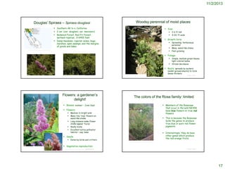 11/2/2013

Douglas’ Spiraea – Spiraea douglasii

Woodsy perennial of moist places

 Southern AK to n. California
 2 var. (var. douglasii; var. menziesii)
 Redwood Forest, Red Fir Forest,
wetland-riparian, 0-6400 feet
 Damp meadows, riparian zones, bogs,
marshes, open swamps, and the margins
of ponds and lakes

 Size:



2-6 ft tall
4-10+ ft wide

 Growth form:




http://ucjeps.berkeley.edu/cgi-bin/get_IJM.pl?tid=45201

Spreading herbaceous
perennial
Many wand-like stems
Fast-growing

 Foliage:



Simple, medium-green leaves;
light colored below
Stress-deciduous

 Roots: spreads by suckers

(under-ground shoots) to form
dense thickets.

©2012 Jean Pawek

© Project SOUND

Flowers: a gardener’s
delight!

©2009 Julie Kierstead Nelson

The colors of the Rose family: limited

 Blooms: summer – June-Sept.

 Members of the Rosaceae
that occur in the wild NEVER
have blue flowers or true red
flowers

 Flowers:






Medium to bright pink
Many tiny ‘rose’ flowers on
wand-like stalks
Long stamens make flower
stalks appear ‘fuzzy’
Really lovely
Excellent native pollinator
habitat – esp. bees

 This is because the Rosaceae
lacks the genes to produce
true blue or pure red flower
pigments.
 Interestingly, they do have
other genes which produce
the red-orange fruits

 Seeds:


© Project SOUND

Eaten by birds and critters
http://camissonia.blogspot.com/2012_08_01_archive.html

©2003 Michael Charters

 Vegetative reproduction:
© Project SOUND

http://www.laspilitas.com/nature-of-california/plants/spiraea-douglasii

© Project SOUND

17

 