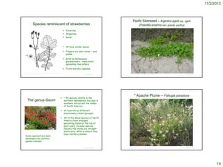 11/2/2013

Species reminiscent of strawberries

Pacific Silverweed – Argentina egedii ssp. egedii
(Potentilla anserina vars. grandis, pacifica)

 Potentilla
 Argentina
 Geum

 All have similar leaves
 Flowers are also similar – and
yellow
 Grow as herbaceous
groundcovers – some more
spreading than others
 Fruits are dry capsules
USDA-NRCS PLANTS Database / USDA NRCS. Wetland flora: Field office illustrated guide to plant species. USDA
Natural Resources Conservation Service.

The genus Geum

© 2005 Dr. Amadej Trnkoczy

© Project SOUND

 ~ 40 species, mostly in the
northern hemisphere, but also in
southern Africa and the Andes
of South America.

http://flickr.com/photos/27830975@N05/3061843001/in/photostream/

© Project SOUND

* Apache Plume – Fallugia paradoxa

 At least three different
evolutionary clades (groups)

http://www.anniesannuals.com/plt_lst/lists/general/lst.gen.asp?prodid=1487

Some species have been
developed into common
garden cultivars

 All of the Geum species of North
America have enlarged,
persisting styles at the top of
each ovary. In some species
[Geum], the styles are straight
and bristly, while in others they
have feathery plumes.

© Project SOUND

© Project SOUND

19

 
