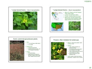 11/2/2013

* Large-leaved Avens – Geum macrophyllum

* Large-leaved Avens – Geum macrophyllum
 Much of N. America: British Columbia
Great Lakes to Baja
 Locally in San Bernardino Mtns
 Forests, including Yellow Pine forest
 Mostly moist, partially shaded areas
such as moist forest openings, stream
banks, meadows and shrub thickets
http://ucjeps.berkeley.edu/cgi-bin/get_IJM.pl?tid=26835

©2007 Matt Below

http://www.wnmu.edu/academic/nspages/gilaflora/geum_macrophyllum.jpg
© Project SOUND

© Project SOUND

Avens: perennial groundcover plants

Flowers: often mistaken for buttercups

 Size:

 Blooms: spring-early summer; April

 < 2 ft tall (flower stalks taller)
 2-3 ft wide

to June or July

 Flowers:

 Growth form:





Herbaceous perennial
Spreads entirely by seed – not
a true vegetative spreader




 Foliage:



Al Schneider @ USDA-NRCS PLANTS Database

Stress deciduous
Basal leaves with long erect
petioles, a larger, more or less
heart-shaped terminal leaflet

© Project SOUND



Like a yellow strawberry or
buttercup flower
On flowering stems above plant –
like strawberry but longer
Have ‘invisible’ dark dots that are
nectar guides for insects
Mostly pollinated by small
pollinator flies

 Seeds: seeds in balls that look like

pincushions – unusual; stick to clothes

Sheri Hagwood @ USDA-NRCS PLANTS Database

© Project SOUND

20

 