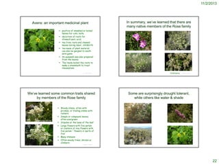 11/2/2013

Avens: an important medicinal plant

In summary, we’ve learned that there are
many native members of the Rose family

 poultice of smashed or boiled
leaves for cuts, boils;
 decoction of roots for
stomach pain, acid;
 tea from roots and chewed
leaves during labor, childbirth
 tea made of plant material
can also be gargled to sooth
sore gums.
 An eyewash was also prepared
from the leaves.
 The Haida boiled the roots to
make a steambath to treat
rheumatism.

© 2010, Ron Bockelman

© Project SOUND

We’ve learned some common traits shared
by members of the Rose family

Holodiscus discolor

 Woody stems, often with
prickles, or trailing stems with
runners
 Simple or compound leaves,
often evergreen
 Stipules at the base of the leaf
 Large flowers with five petals
or clusters of tiny flowers with
five petals – flowers in ‘parts of
five’
 Many stamens
 Often woody trees, shrubs or
climbers
© Project SOUND

Oceanspray

© Project SOUND

Some are surprisingly drought tolerant,
while others like water & shade

© 2010, Ron Bockelman

© Project SOUND

22

 