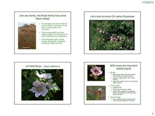 11/2/2013

Like any family, the Rose family has some
‘black sheep’

Let’s look at some CA native Rosaceae

 Several genera are also introduced
noxious weeds in some parts of the
world, costing money to be
controlled.
 These invasive plants can have
negative impacts on the diversity of
local ecosystems once established.
 Such naturalised pests include
Acaena, Cotoneaster, Crataegus,
Pyracantha, Rubus and Rosa.
Cotoneaster
http://goweros.blogspot.com/2011/12/invasivecotoneasters-at-fox-hole.html

© Br. Alfred Brousseau, Saint Mary's College

© Project SOUND

© Project SOUND

Wild roses are important
habitat plants

CA Wild Rose – Rosa californica

 Blooms:

http://www.qty.com/anna3.html

 Main season: May-Aug (but blooms
intermittently in warm season)
 Flowers: single pinks; color varies
slightly
 Important pollen source for bees and
other insects

 Fruits (hips)

 Summer/fall
 Edible; good syrups & jellies
 goldfinches, bluebirds, grosbeaks,
robins, mockingbirds, and sparrows-relish the hips

 Plants/foliage
http://static.flickr.com/29/37921551_c468a94b4a_m.jpg

 Dense, spiny foliage provides good
cover and nesting sites for birds

http://www.yerbabuenanursery.com/wildflower_watch_wk18.htm

3

 