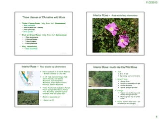 11/2/2013

Three classes of CA native wild Rosa

Interior Rose – Rosa woodsii ssp ultramontana

 Thicket-Forming Roses: (Subg. Rosa, Sect. Cinnamomeae)
1. Rosa californica
2. Rosa nutkana var. nutkana
3. Rosa pisocarpa
4. Rosa woodsii
 Wood and Ground Roses: (Subg. Rosa, Sect. Gymnocarpae)
 5. Rosa gymnocarpa
 6. Rosa spithamea
 7. Rosa bridgesii
 8. Rosa pinetorum
 Subg. Hesperhodos
 9. Rosa minutifolia
© Project SOUND

Interior Rose – Rosa woodsii ssp ultramontana

© Project SOUND

Interior Rose: much like CA Wild Rose

 Native to much of w. North America
– British Columbia to CA & NM

 Size:
 5-8+ ft tall
 Spreading; can form thickets

 In CA: High Cascade Range, High
Sierra Nevada, San Gabriel
Mountains, San Bernardino
Mountains, Great Basin Floristic
Province, Desert Mountains
http://archive.is/JkiE

 Yellow Pine Forest, Subalpine Forest,
Pinyon-Juniper Woodland, Joshua
Tree Woodland, wetland-riparian
between 3500 and 11500 feet
 Moist or seasonally wet

 Growth form:

J.S. Peterson @ USDA-NRCS PLANTS Database






 Foliage:



 ? Ssp or var.??

Woody shrub
Upright to mounded with age
Stress deciduous
Sparse, straight prickles
Typical rose leaf (compound);
smaller than garden rose
Medium green; may be yellow
in fall

 Roots: suckers from roots – not
rhizomes (as once thought)

© Br. Alfred Brousseau, Saint Mary's College

© Project SOUND

© Project SOUND

4

 