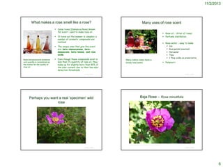 11/2/2013

What makes a rose smell like a rose?

Many uses of rose scent

 Some roses [Damascus Rose] known
for scent – used to make rose oil

 Rose oil – ‘Attar of roses’
 Perfume distillation

 It turns out the answer is complex: a
number of aromatic compounds are
involved

http://hildablue.com/2013/03/16/how-to-recognize-quality-rosewater-and-how-to-make-your-own/

Beta-damascenone presence
and quantity is considered as
the marker for the quality of
rose oil.

 The unique ones that give the scent
are: beta-damascenone, betadamascone, beta-ionone, and rose
oxide.
 Even though these compounds exist in
less than 1% quantity of rose oil, they
make up for slightly more than 90% of
the odor content due to their low odor
detection thresholds

 Rose water – easy to make

http://www.thecraftycrow.net/2009/07/making-things-from-the-garden.html

Many native roses have a
lovely rose scent







Jar
Rose petals (scented)
Hot water
Time
1 Tbsp vodka as preservative

 Potpourri

© Project SOUND

Perhaps you want a real ‘specimen’ wild
rose

© Project SOUND

Baja Rose – Rosa minutifolia

http://qbgdocents.org/Bloom_board/Bloom_Board_May_10/IMG_0796.jpg

© Project SOUND

© Project SOUND

6

 
