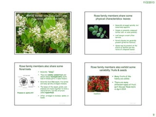 11/2/2013

Not all ‘Roses’ look like roses – until
you know what to look for

Rose family members share some
physical characteristics: leaves
 Generally arranged spirally, but
sometimes opposite
 Simple or pinnately compound
(either odd- or even-pinnate).
 Leaf margin is most often
serrate.
http://www.hiltonpond.org/ThisWeek080501.html

 Paired stipules are generally
present (primitive feature)
 Spines may be present on the
midrib of leaflets and the
rachis of compound leaves.

© Project SOUND

Rose family members also share some
floral traits
 Generally "showy“

© Project SOUND

Rose family members also exhibit some
variability: fruits & seeds

 They are radially symmetrical and
almost always hermaphroditic (both
male & female parts in same flower).

 Many fruits of the
family are edible.

 Generally have five sepals, five petals
and many spirally arranged stamens.

http://montana.plant-life.org/families/Rosaceae.htm

Flowers in ‘parts of 5’

 The bases of the sepals, petals, and
stamens are fused together to form a
characteristic cup-like structure
called hypanthium.
 Often arranged in racemes, spikes, or
heads

© Project SOUND

 There are many
different types of fruit;
we’ll discuss these more
in April 2014
Hawthorn

© Project SOUND

9

 