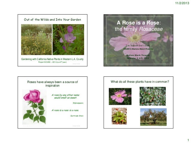 rosaceae 2013 notes rosaceae family
