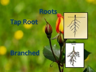 Angiosperm Family Rosaceae (Red Rose) | PPTX