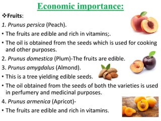 Economic importance:
Fruits:
1. Prunus persica (Peach).
• The fruits are edible and rich in vitamins;.
• The oil is obtained from the seeds which is used for cooking
and other purposes.
2. Prunus domestica (Plum)-The fruits are edible.
3. Prunus amygdalus (Almond).
• This is a tree yielding edible seeds.
• The oil obtained from the seeds of both the varieties is used
in perfumery and medicinal purposes.
4. Prunus armenica (Apricot)-
• The fruits are edible and rich in vitamins.
 