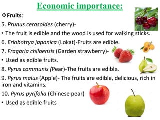 Economic importance:
Fruits:
5. Prunus cerasoides (cherry)-
• The fruit is edible and the wood is used for walking sticks.
6. Eriobotrya japonica (Lokat)-Fruits are edible.
7. Fragaria chiloensis (Garden strawberry)-
• Used as edible fruits.
8. Pyrus communis (Pear)-The fruits are edible.
9. Pyrus malus (Apple)- The fruits are edible, delicious, rich in
iron and vitamins.
10. Pyrus pyrifolia (Chinese pear)
• Used as edible fruits
 