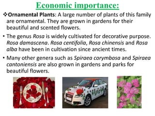 Economic importance:
Ornamental Plants: A large number of plants of this family
are ornamental. They are grown in gardens for their
beautiful and scented flowers.
• The genus Rosa is widely cultivated for decorative purpose.
Rosa damascena. Rosa centifolia, Rosa chinensis and Rosa
alba have been in cultivation since ancient times.
• Many other genera such as Spiraea corymbosa and Spiraea
cantoniensis are also grown in gardens and parks for
beautiful flowers.
 