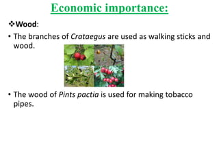 Economic importance:
Wood:
• The branches of Crataegus are used as walking sticks and
wood.
• The wood of Pints pactia is used for making tobacco
pipes.
 