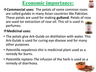 Economic importance:
Commercial uses: The petals of some common roses
are called gulabs in many Asian countries like Pakistan.
These petals are used for making gulkand. Petals of rose
are used tor extraction of rose oil. This oil is used in
perfumes.
Medicinal uses:
• The petals give Ark-Gulab on distillation with water. This
Ark-Gulab is used for curing eye disease and for many
other purposes.
• Potentilla nepalensis-this is medicinal plant used as a
remedy for burns.
• Potentilla reptans-The infusion of the herb is used as a
remedy of diarrhoea.
 
