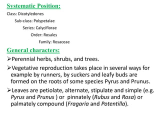 Systematic Position:
Class: Dicotyledones
Sub-class: Polypetalae
Series: Calyciflorae
Order: Rosales
Family: Rosaceae
General characters:
Perennial herbs, shrubs, and trees.
Vegetative reproduction takes place in several ways for
example by runners, by suckers and leafy buds are
formed on the roots of some species Pyrus and Prunus.
Leaves are petiolate, alternate, stipulate and simple (e.g.
Pyrus and Prunus ) or pinnately (Rubus and Rosa) or
palmately compound (Fragaria and Potentilla).
 