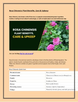 Rosa Chinensis: Plant Benefits, Care & Upkeep
Rosa chinensis, also known as the China rose, is a popular ornamental plant grown in gardens.
Continue reading to learn about its advantages, as well as helpful plant care and maintenance tips.
Are you looking flat for sale in nerul?
Rosa chinensis is the common name for a deciduous shrub in the Rose family of flowering plants. The
plant is mostly found in southwest China, primarily in the provinces of Guizhou, Hubei, and Sichuan.
Many rosa chinensis varieties are grown in gardens and are popular due to their bright, red or pink
flowers.
Rosa Chinensis: Quick facts
Botanical name Rosa chinensis
Common name China rose (Chinese rose) or Bengal rose
Family Rosaceae
Found in Southwest China
Flower Red or pink flowers
Flowering season Summer (April to September)
Foliage Pinnately divided, glossy and dark green leaves
 