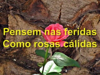 Pensem nas feridasComo rosas cálidas