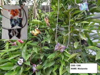 COD: 1348
NAME: Mariposita
 