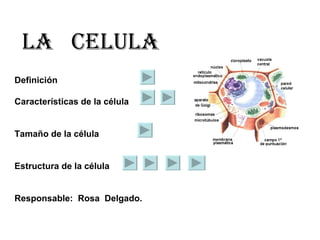 LA  CELULA Definición  Características de la célula Tamaño de la célula Estructura de la célula Responsable:  Rosa  Delgado. 