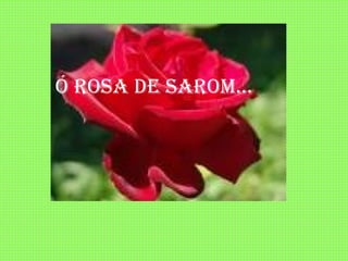 Ó ROSA DE SAROM... 