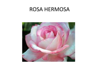 ROSA HERMOSA
 