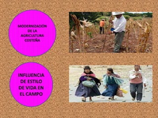 MODERNIZACIÓN 
DE LA 
AGRICULTURA 
COSTEÑA 
INFLUENCIA 
DE ESTILO 
DE VIDA EN 
EL CAMPO 
 