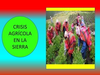 CRISIS 
AGRÍCOLA 
EN LA 
SIERRA 
 