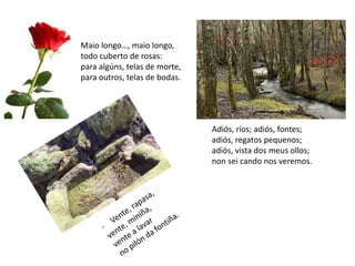 Maio longo…, maio longo,
todo cuberto de rosas:
para algúns, telas de morte,
para outros, telas de bodas.
Adiós, ríos; adiós, fontes;
adiós, regatos pequenos;
adiós, vista dos meus ollos;
non sei cando nos veremos.
 