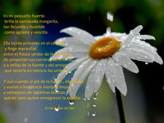 En mi pequeño huerto
brilla la sonrosada margarita,
tan fecunda y humilde
como agreste y sencilla.
Ella borda primores en el césped,
y finge maravillas
entre el fresco verdor de las praderas
do proyectan sus sombras las encinas,
y a orillas de la fuente y del arroyo
que recorre en silencio las umbrías.
Y aun cuando al pie de la huella , ella revive
y vuelve a levantarse siempre limpia,
a semejanza de las almas blancas
que en vano quiere ennegrecer la envidia.
En las orillas del Sar
 