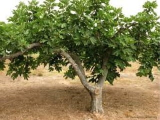 Rosalia de castro..jan