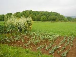 Rosalia de castro..jan