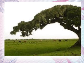 Rosalia de  castro.marta b.