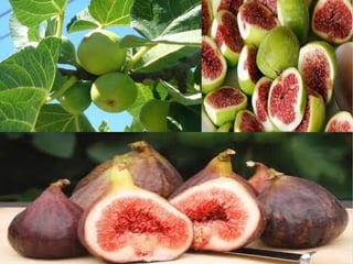 Rosalia de castrocarla