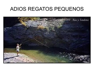 ADIOS REGATOS PEQUENOS