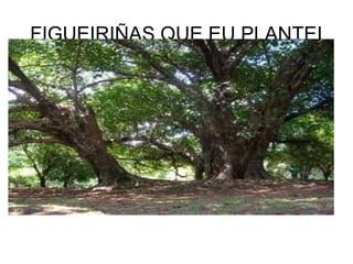 FIGUEIRIÑAS QUE EU PLANTEI