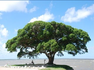 FUIGUEIRIÑAS QUE PLANTEI
1MBER 2MBER 3MBER 4MBER
0
2
4
6
8
10
12
Columna 1
Columna 2
Columna 3
 