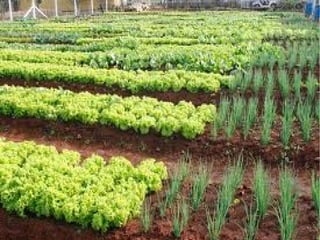 HORTIÑA QUE QUERO TANTO
 