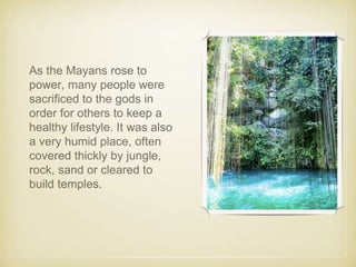 As the Mayans rose to
power, many people were
sacrificed to the gods in
order for others to keep a
healthy lifestyle. It was also
a very humid place, often
covered thickly by jungle,
rock, sand or cleared to
build temples.
 