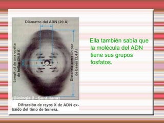 Ella también sabía que
la molécula del ADN
tiene sus grupos
fosfatos.