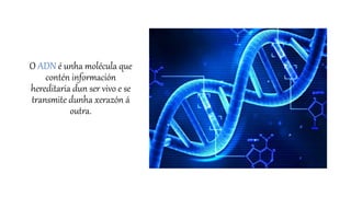 O ADN é unha molécula que
contén información
hereditaria dun ser vivo e se
transmite dunha xerazón á
outra.
 