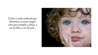 É dicir, é unha molécula que
determina os nosos rasgos,
como por exemplo a altura, a
cor de ollos, a cor do pelo...
 