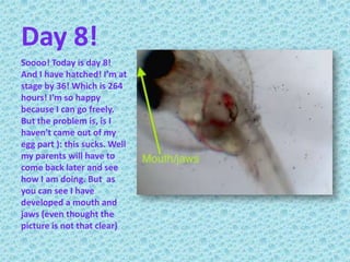 Day 8!Soooo! Today is day 8! And I have hatched! I’m at stage by 36! Which is 264 hours! I'm so happy because I can go freely. But the problem is, is I haven't came out of my egg part ): this sucks. Well my parents will have to come back later and see how I am doing. But  as you can see I have developed a mouth and jaws (even thought the picture is not that clear)
