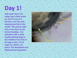 Day 1!Awh yeah! Day 1! So today I got a little shook up, but I’m use to it because I am the most adventurous fish in the world!  This picture right here is me! (just so you know) Anyways, I am yellowish with a shiny marble looking thing in the middle of me! Out of the egg is hairs. I'm at stage 12, which is 12 hours. The blastoderm has flattened and expanded.