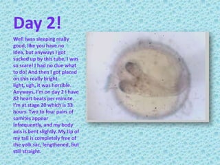 Day 2!Well Iwas sleeping really good, like you have no idea, but anyways I got sucked up by this tube, I was so scare! I had no clue what to do! And then I got placed on this really bright light, ugh, it was horrible. Anyways, I’m on day 2 I have 82 heart beats per minute. I’m at stage 20 which is 33 hours. Two to four pairs of somites appear infrequently, and my body axis is bent slightly. My tip of my tail is completely free of the yolk sac, lengthened, but still straight.